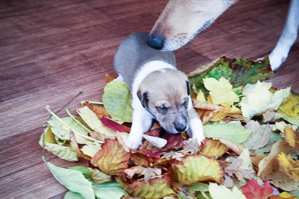 Hundeschule Wiesler Kurzhaarcolliezucht vom Isteiner Klotz Allerlei